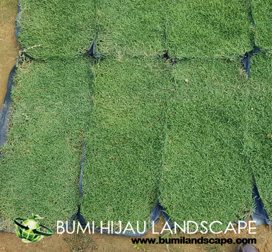 Carpet Grass