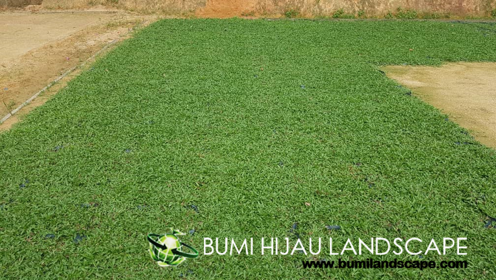 Turf Grass