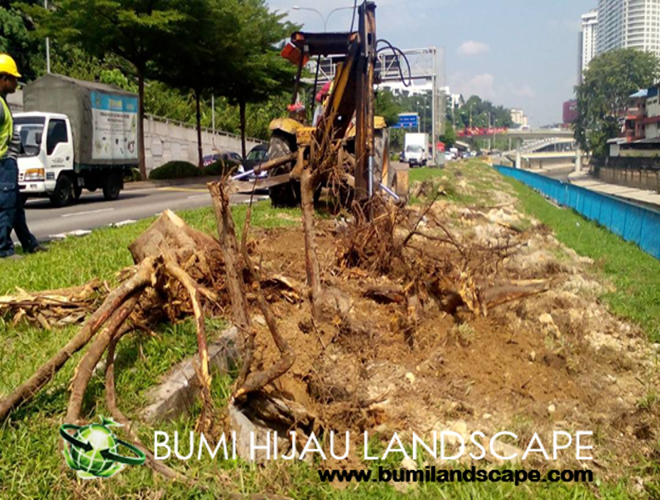 Stump Removal Process