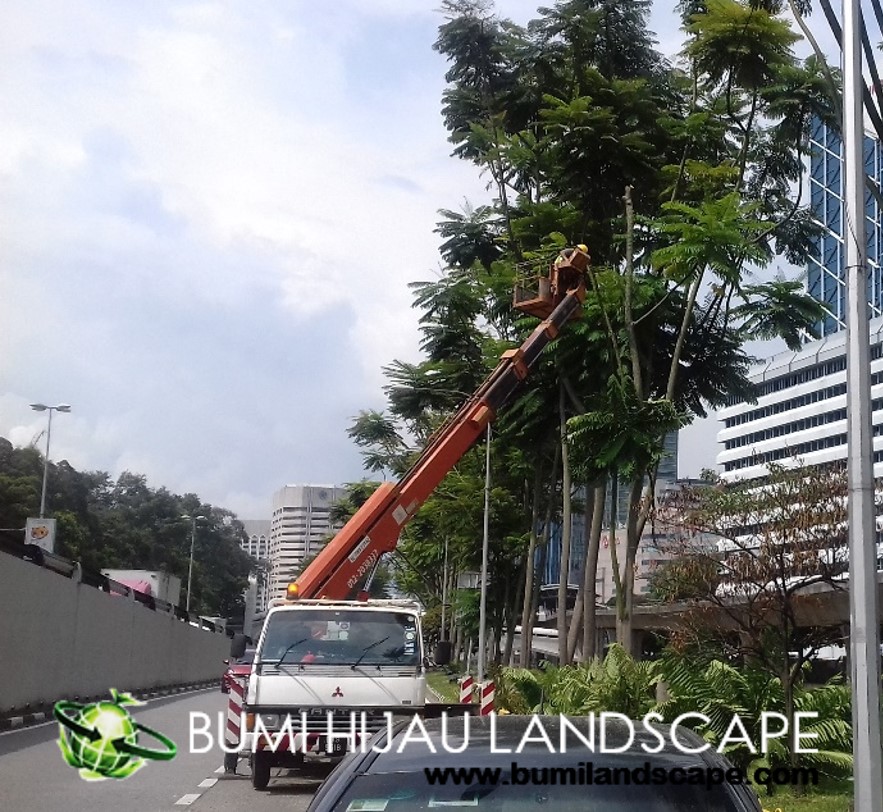 Tree Cutting