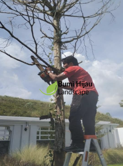 Tree Removal & Cutting Projects